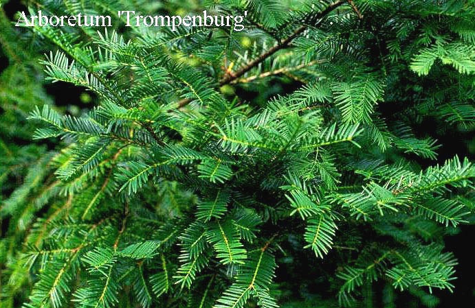 Torreya taxifolia