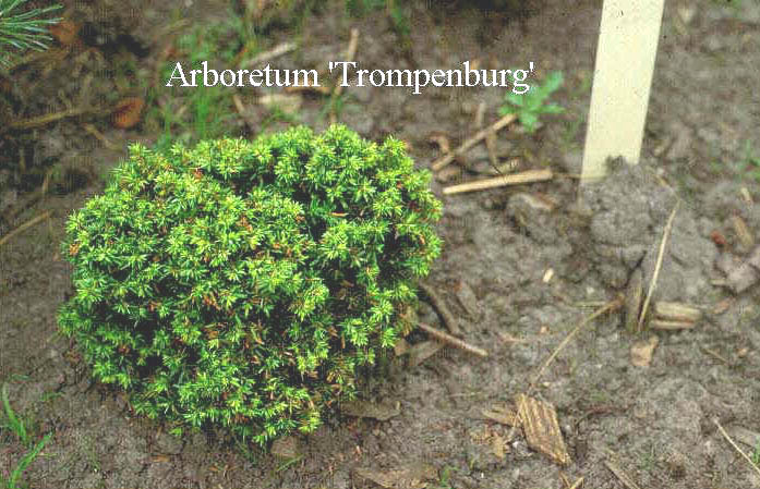 Tsuga canadensis 'Minuta'