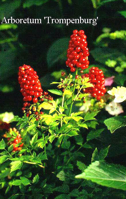 Achillea grandifolia