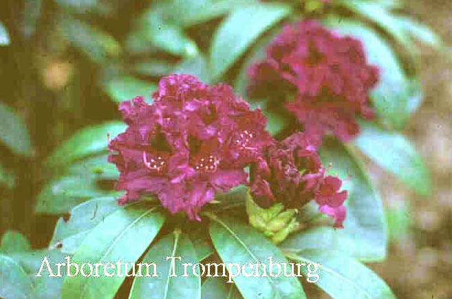 Rhododendron 'Azurro'