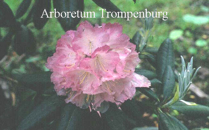 Rhododendron 'Barmstedt'