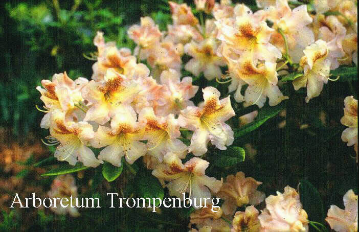 Rhododendron 'Bernstein'