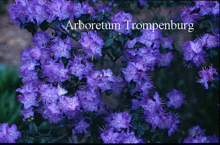 Blue Rhododendron