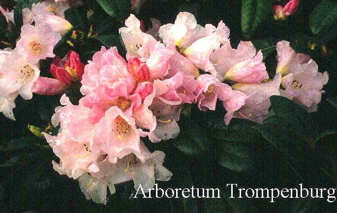 Rhododendron 'Lem's Monarch'