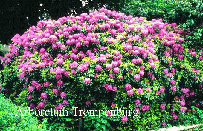 Rhododendron 'Catawbiense Grandiflorum'