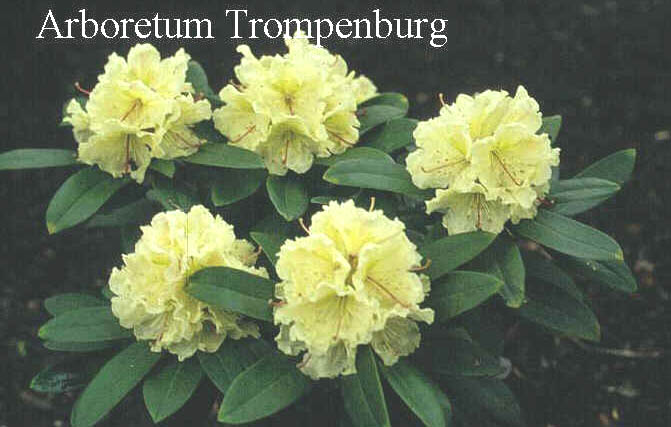 Rhododendron caucasicum luteum