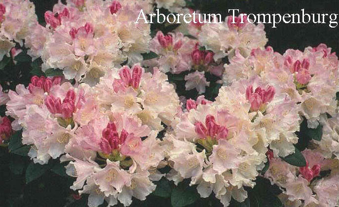 Rhododendron 'Dreamland' (50743)