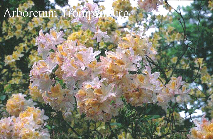 Azalea 'Exquisita'