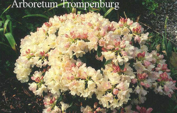 Rhododendron 'Golden Torch' (50803)