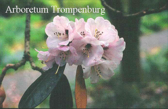 Rhododendron fulvum