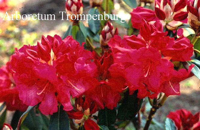 Rhododendron 'Halfdan Lem'