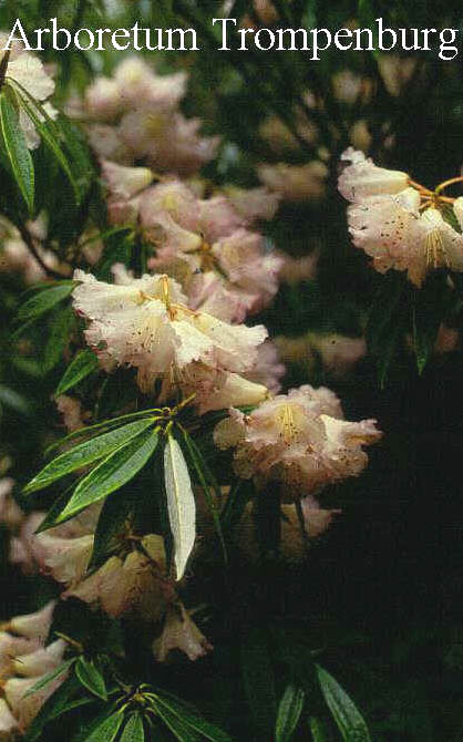 Rhododendron hunnewellianum