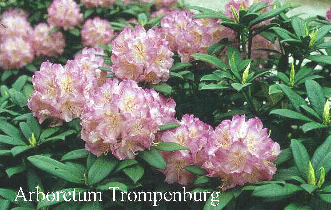 Rhododendron insigne