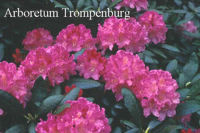 Rhododendron 'Kalinka'