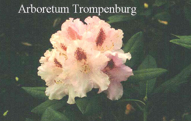 Rhododendron 'Lamentosa'