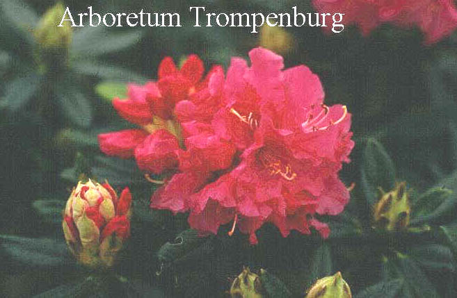 Rhododendron 'Lee's Scarlet'