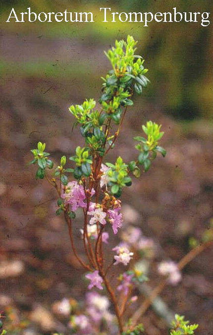 Rhododendron lysolepis