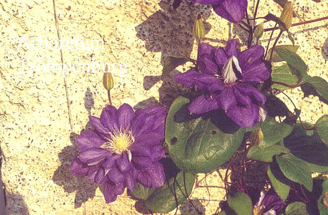 Clematis 'Lasurstern'