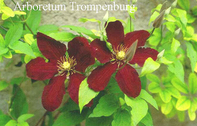 Clematis 'Niobe'