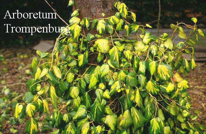 Hedera colchica 'Sulphur Heart'