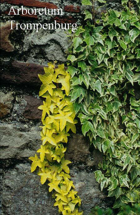 Hedera helix 'Buttercup'