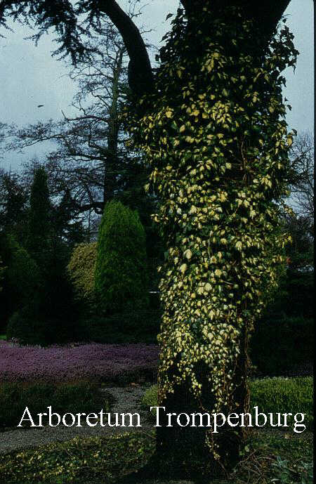 Hedera helix 'Goldheart'