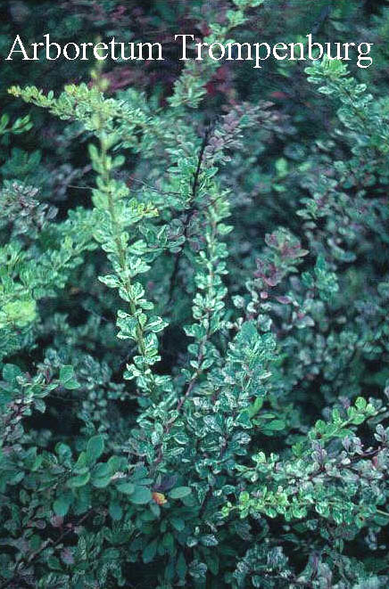 Berberis thunbergii 'Kelleriis'