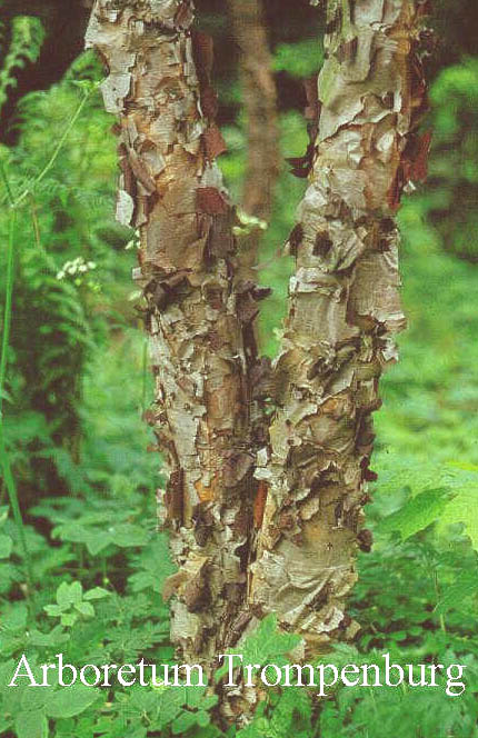 Betula davurica