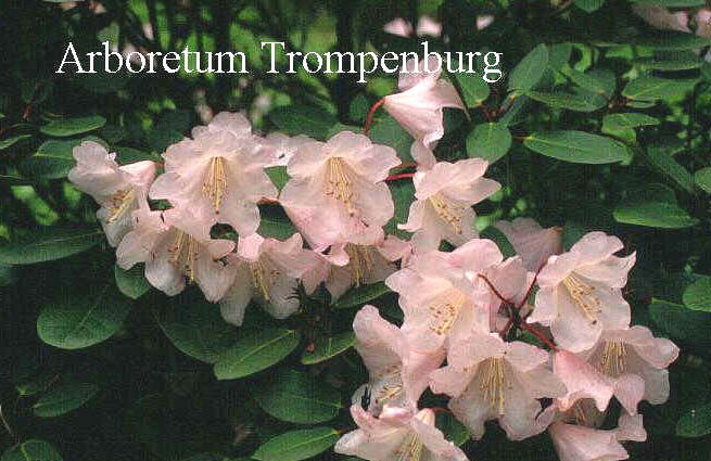 Rhododendron 'Mission Bells' (50971)