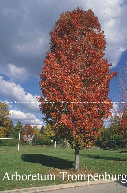 Acer rubrum 'Scanlon'