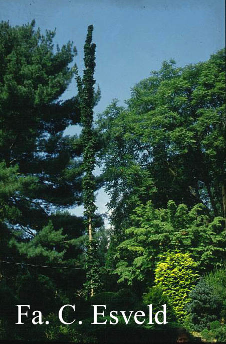 Acer palmatum 'Nanase gawa'