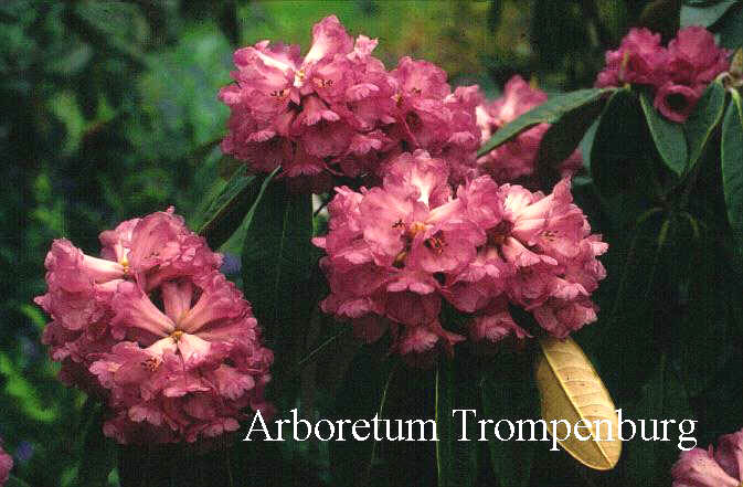 Rhododendron niveum