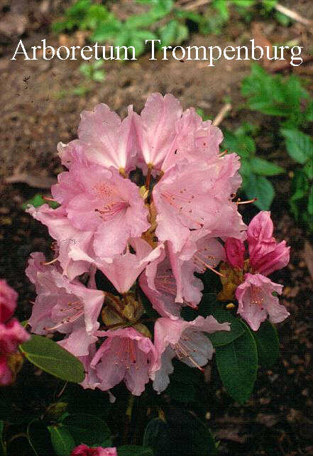 Rhododendron 'Osmar'