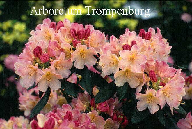 Rhododendron 'Percy Wiseman'