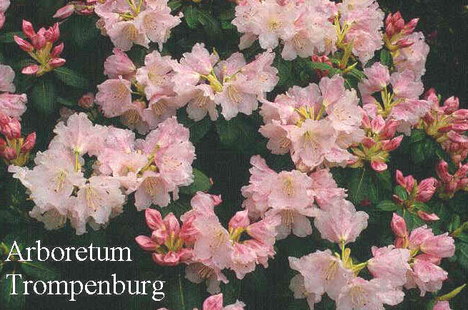 Rhododendron 'Pink Brightness' (51035)