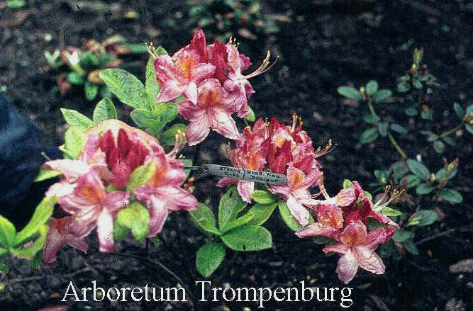 Azalea 'Pink Delight'