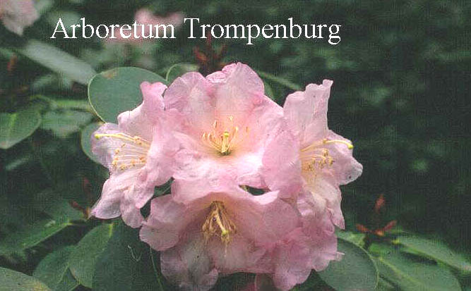 Rhododendron 'Pipaluk'