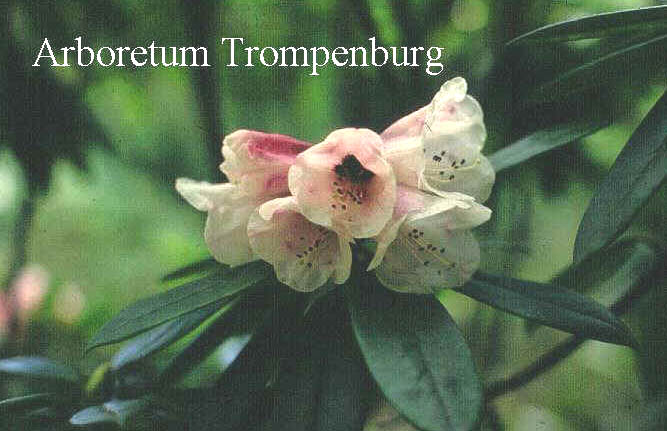 Rhododendron paradoxum