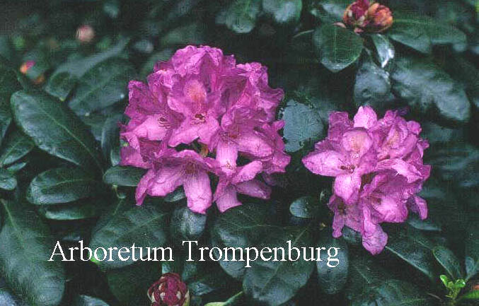 Rhododendron ponticum 'Imbricatum'