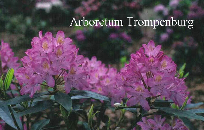 Rhododendron ponticum 'Roseum'