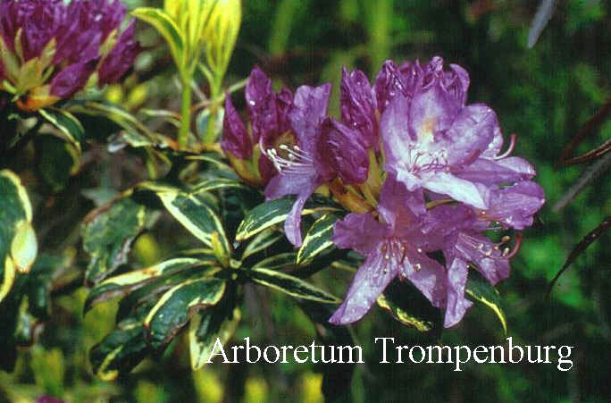 Rhododendron ponticum 'Variegatum'