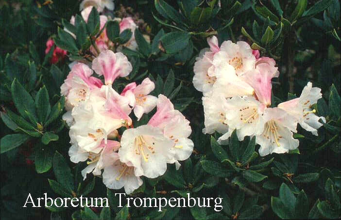 Rhododendron pseudochrysanthum