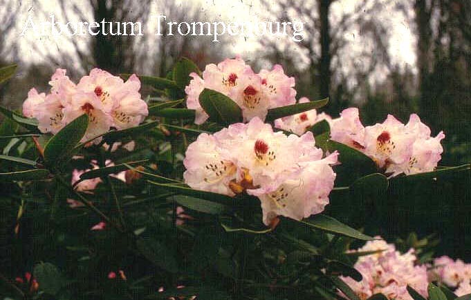 Rhododendron pseudochrysanthum