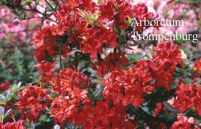 Azalea 'Royal Command'