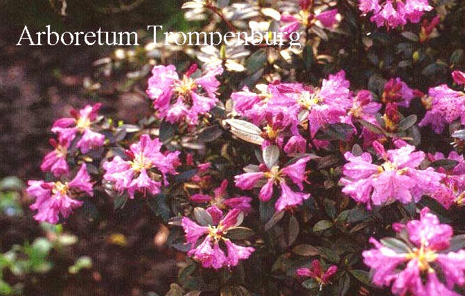 Rhododendron ravum