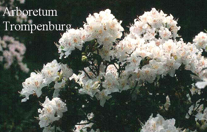 Rhododendron rigidum