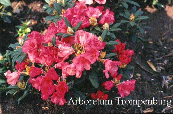 Rhododendron 'Shrimp Girl'