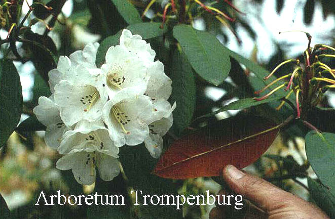 Rhododendron 'Sir Charles Lemon'