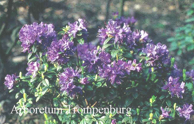 Rhododendron 'Songbird'