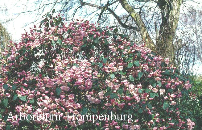 Rhododendron 'Temple Belle'